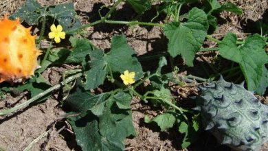 como plantar kiwano
