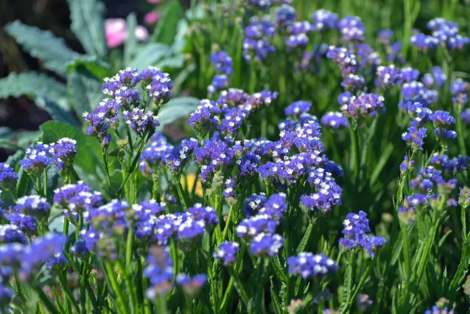 como plantar lavanda do mar