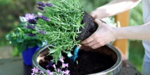 como plantar lavanda em casa