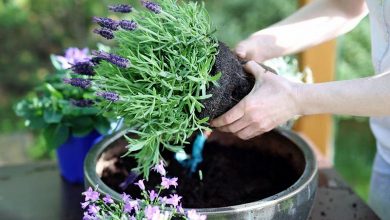 como plantar lavanda em casa