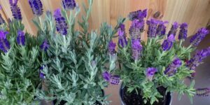 como plantar lavanda em casa passo a passo