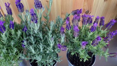 como plantar lavanda em casa passo a passo