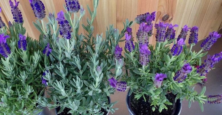 como plantar lavanda em casa passo a passo