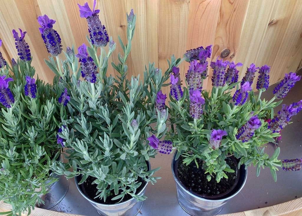 como plantar lavanda em casa passo a passo