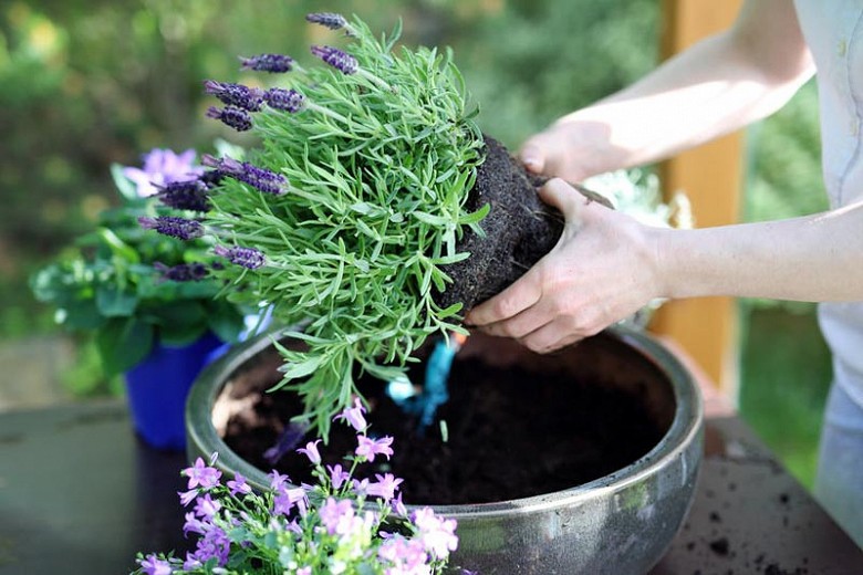 como plantar lavanda em casa