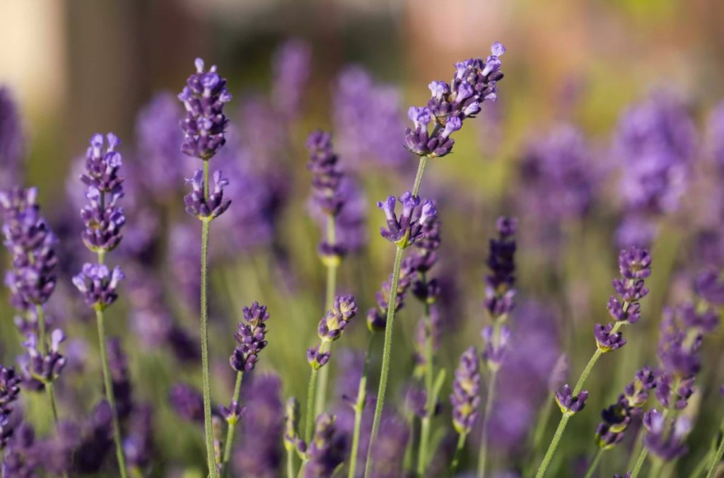 como plantar lavanda inglesa