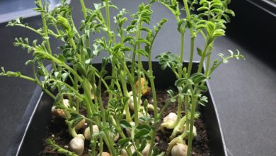 Como plantar lentilha em casa