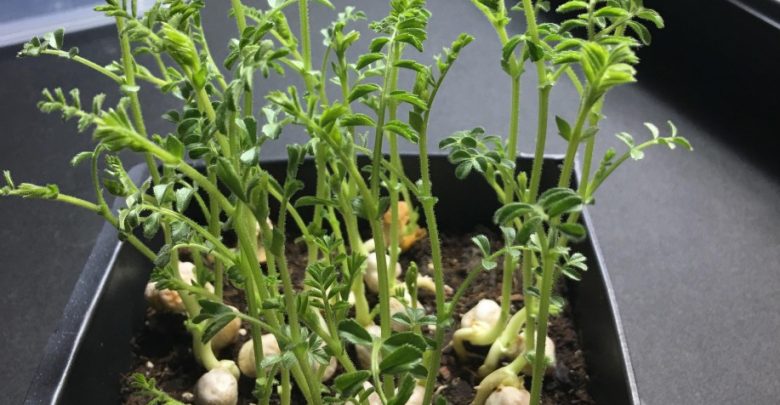 Como plantar lentilha em casa
