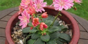 como plantar lewisia
