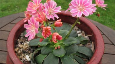 como plantar lewisia