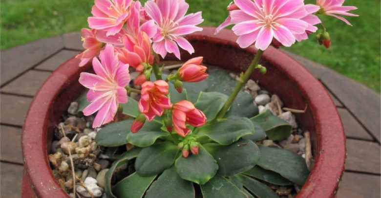 como plantar lewisia