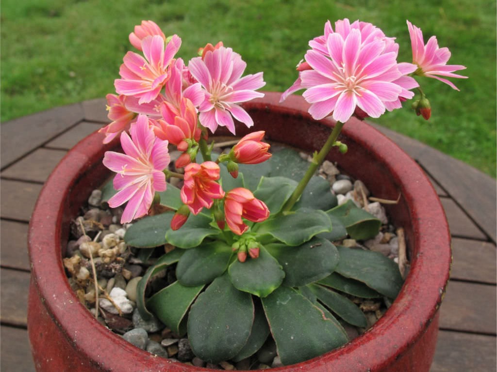 como plantar lewisia