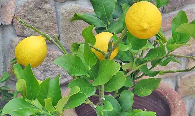 como plantar lima em casa