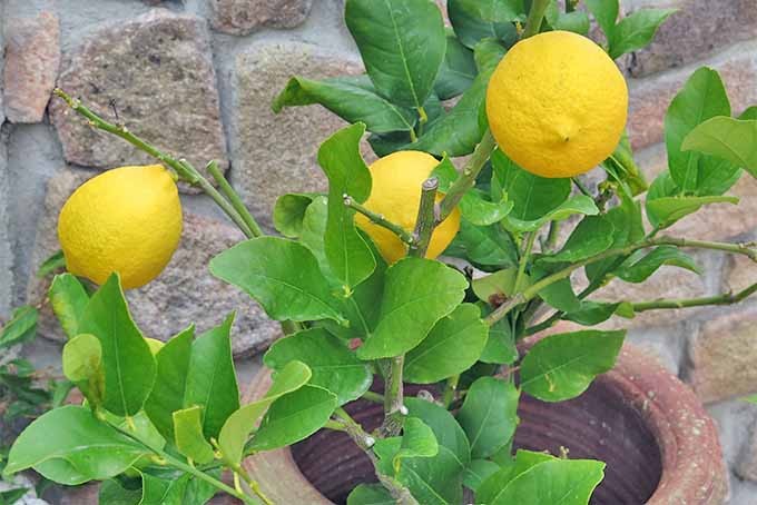 como plantar lima em casa