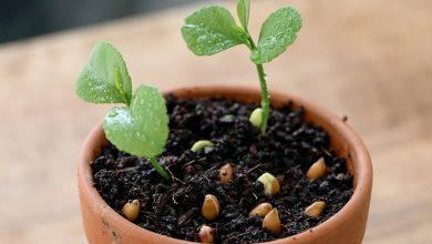 como plantar limao em casa