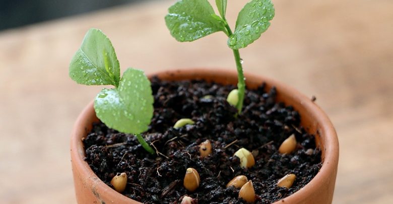 como plantar limao em casa