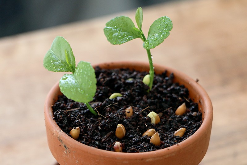 como plantar limao em casa