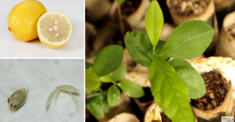 como plantar limao siciliano em casa