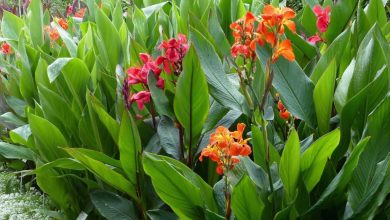 como plantar lirio-canna