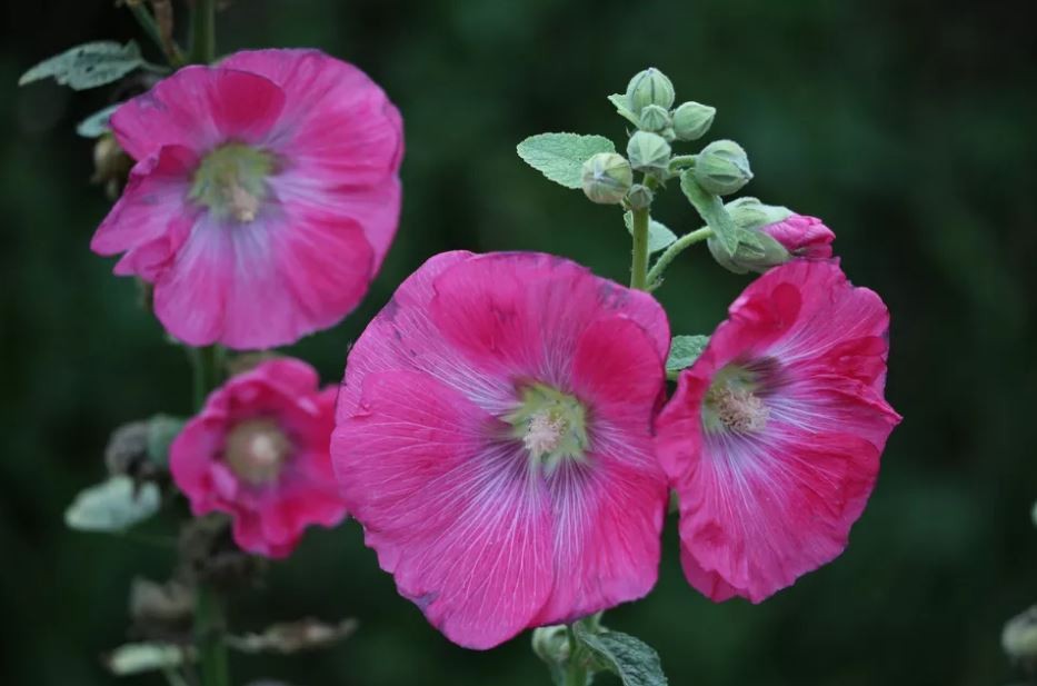 como plantar malva