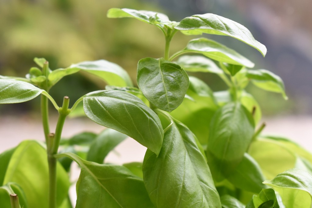 como plantar manjericao sem sementes