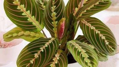 como plantar maranta