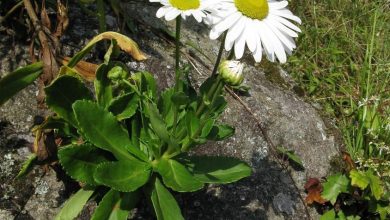 como plantar margarida