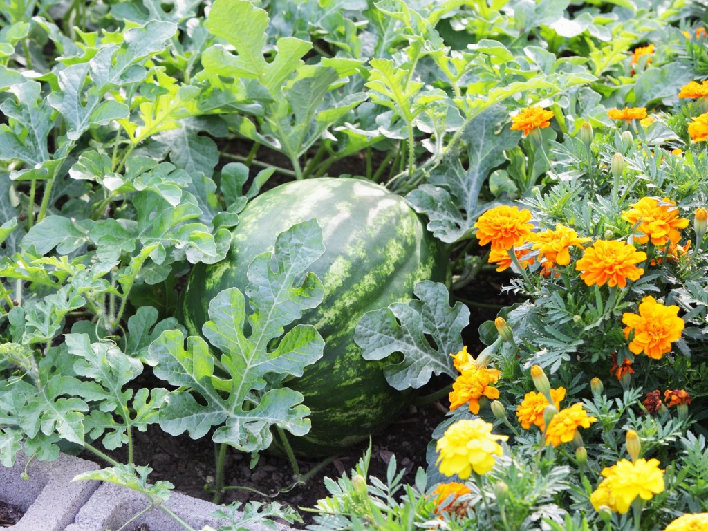 como plantar melancia amarela