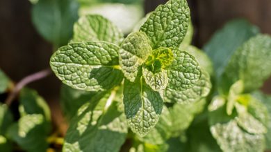 como plantar menta