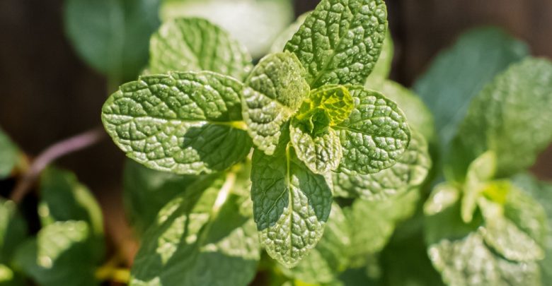 como plantar menta