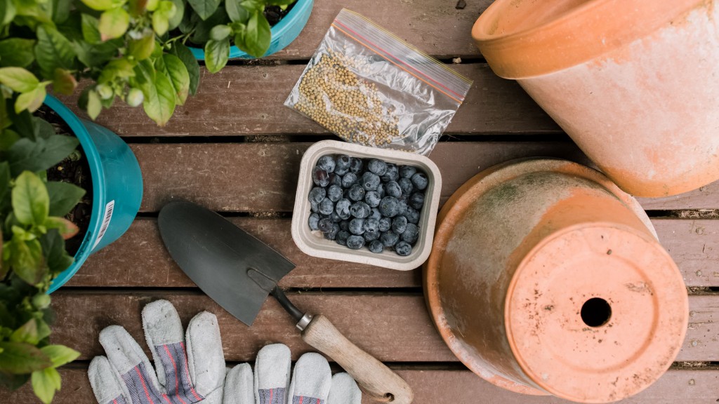 como plantar mirtilos em casa