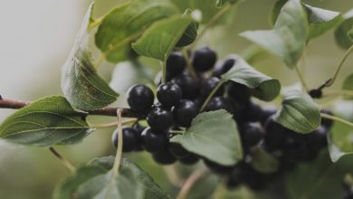 como plantar mirtilos preto