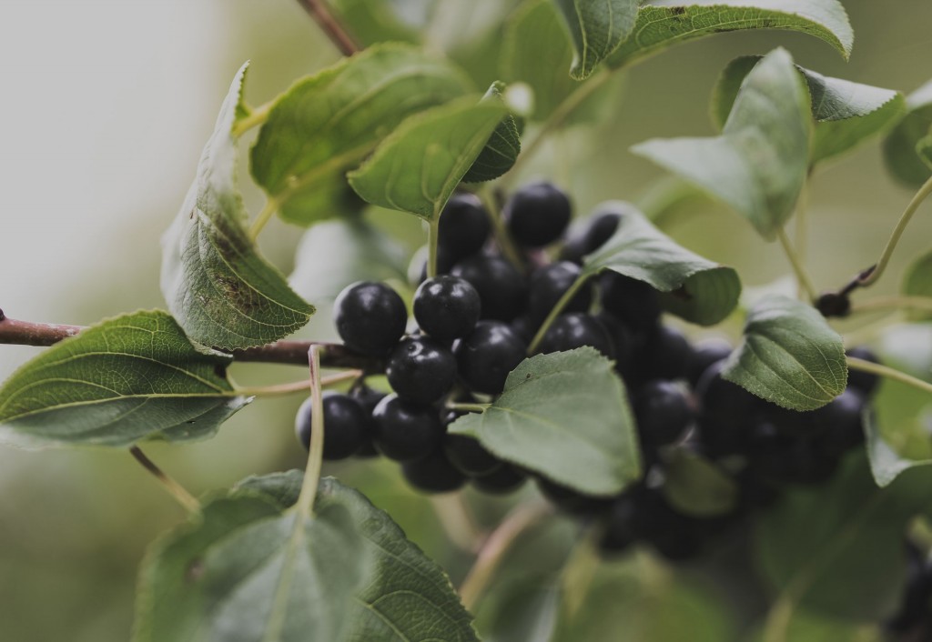 como plantar mirtilos preto