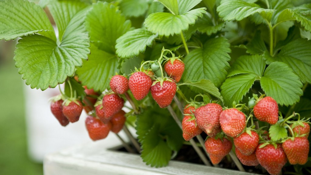 como plantar morango sem sementes