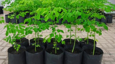como plantar moringa em casa