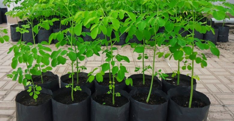como plantar moringa em casa