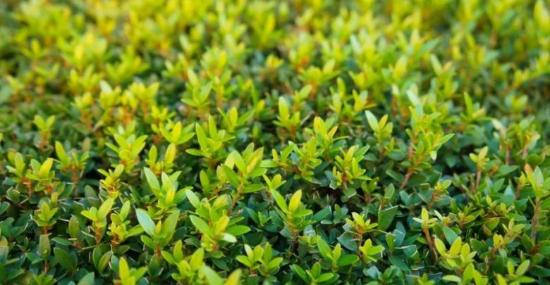 como plantar murta