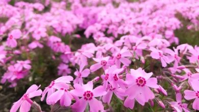 como plantar musgo rosa