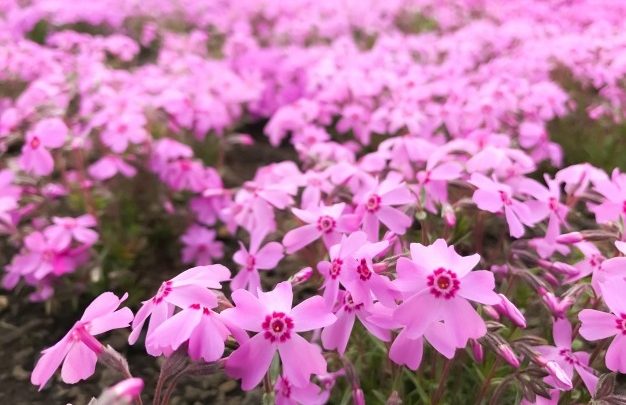 como plantar musgo rosa