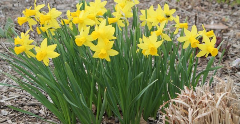 como plantar narciso em casa
