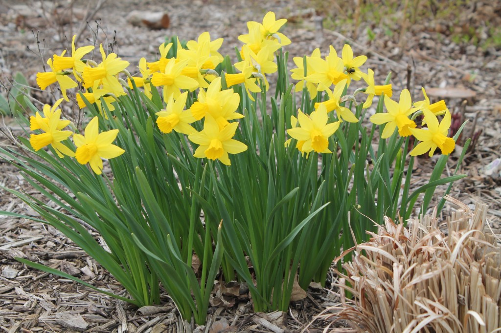 como plantar narciso em casa