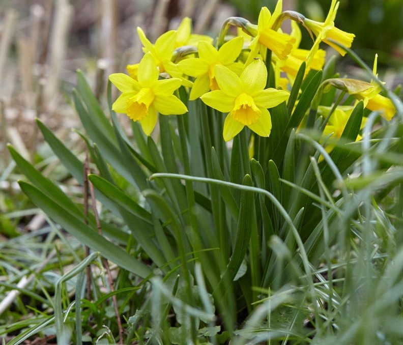 como plantar narciso