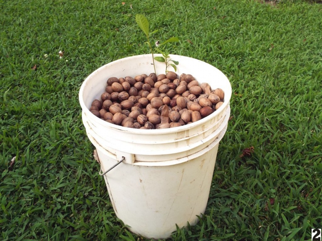 como plantar nozes pecãs