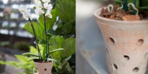 como plantar orquidea em vasos