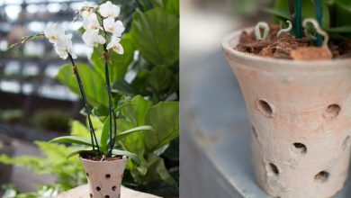 como plantar orquidea em vasos
