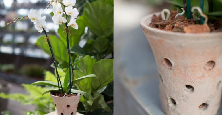 como plantar orquidea em vasos