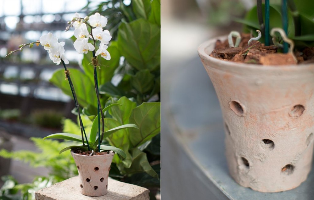 como plantar orquidea em vasos