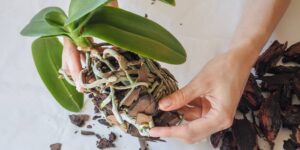 como plantar orquideas em casa (3)