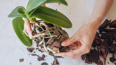 como plantar orquideas em casa (3)