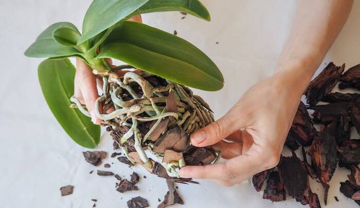 como plantar orquideas em casa (3)